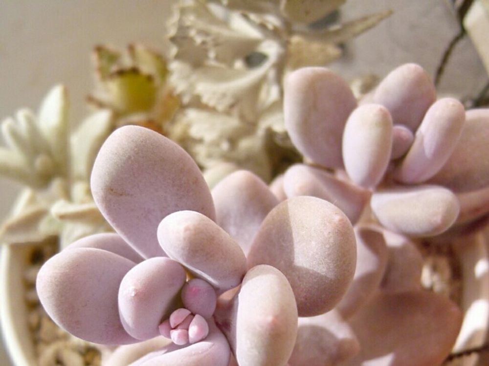 パキフィツム　鉢植え