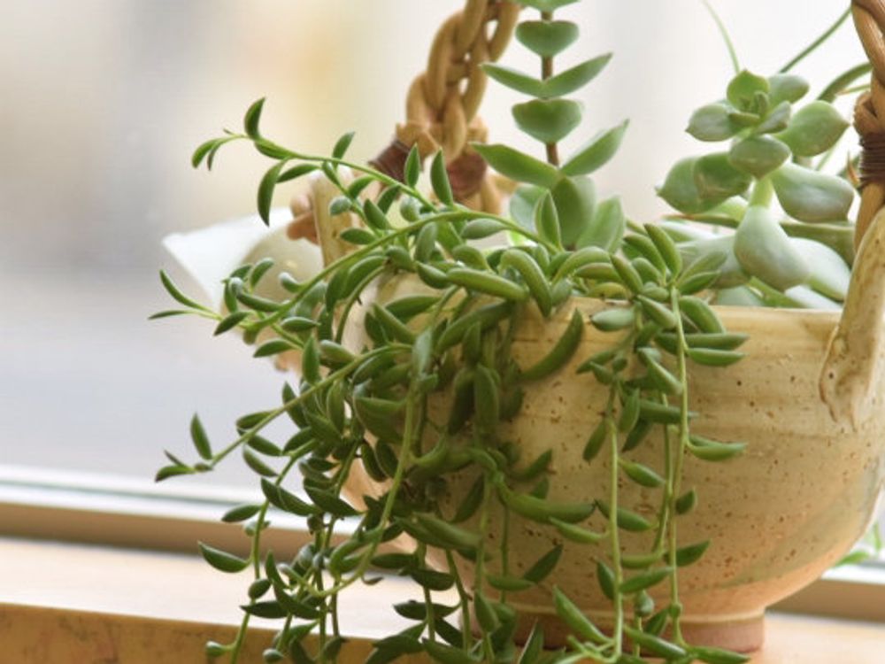 三日月ネックレス　鉢植え　窓際