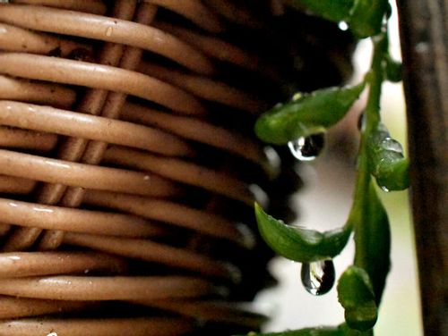 三日月ネックレスの育て方 植え替え時期や水やりの頻度は Greensnap グリーンスナップ 三日月ネックレスの育て方 植え替え時期や水やりの頻度は Greensnap グリーンスナップ