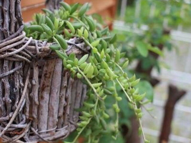 三日月ネックレスの育て方｜植え替え時期や水やりの頻度は