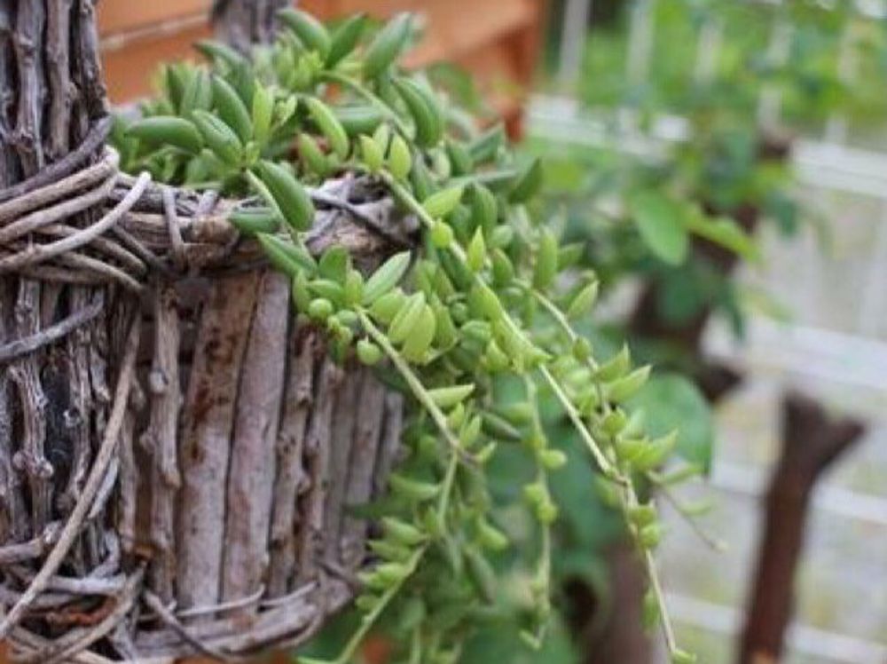 三日月ネックレス　鉢植え