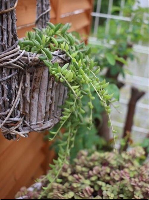 三日月ネックレスの育て方 植え替え時期や水やりの頻度は Greensnap グリーンスナップ