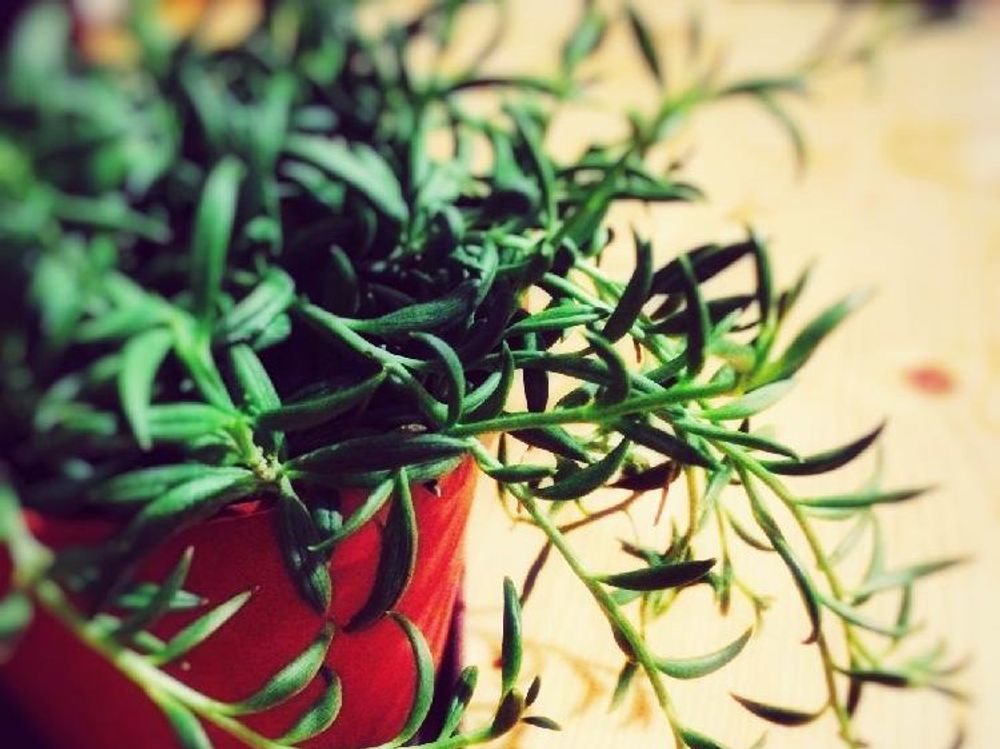 三日月ネックレス　鉢植え