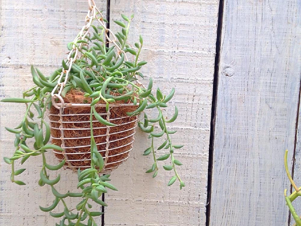 三日月ネックレスの育て方｜植え替え時期や水やりの頻度は