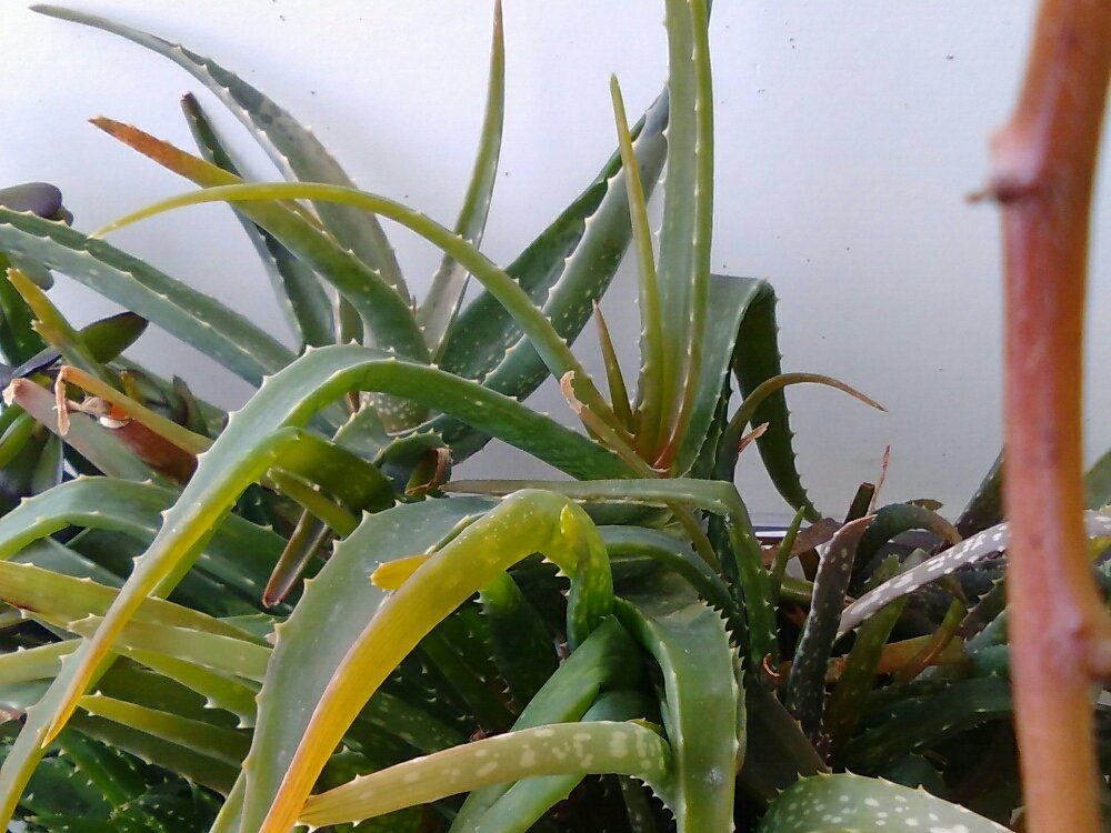 アロエベラ　鉢植え