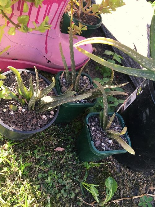 アロエ ベラの育て方 屋外や室内での栽培方法 植え替え時期は Greensnap グリーンスナップ