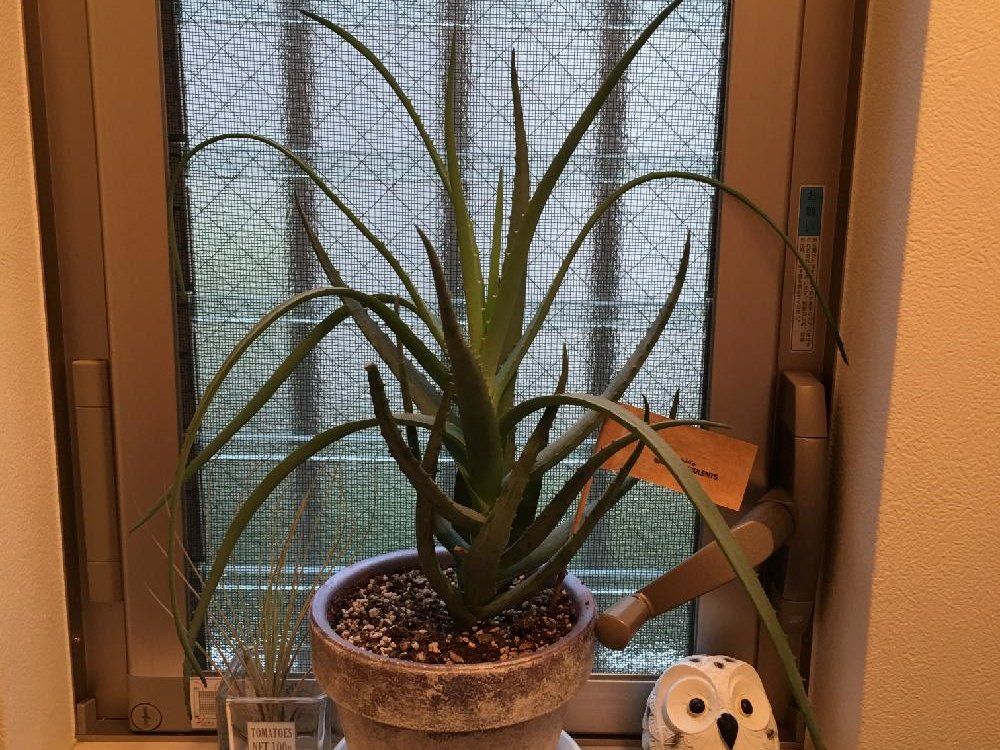 アロエベラ　鉢植え　窓際