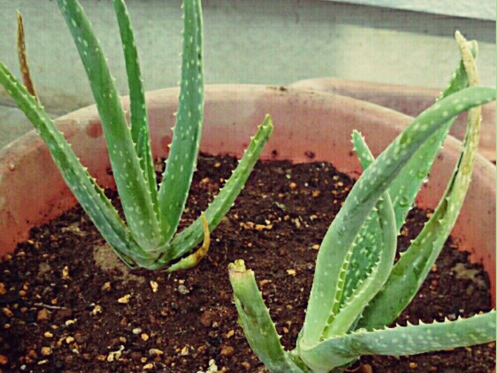 アロエベラ　鉢植え　用土