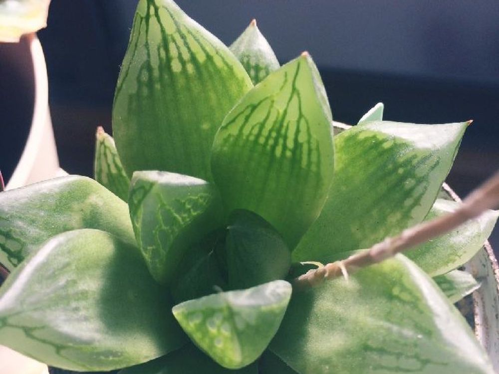 ハオルチア・シンビフォルミス　鉢植え　日光