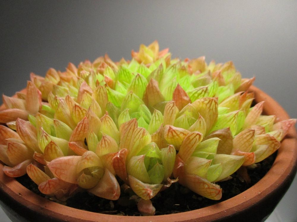 ハオルチア・シンビフォルミス　鉢植え　紅葉