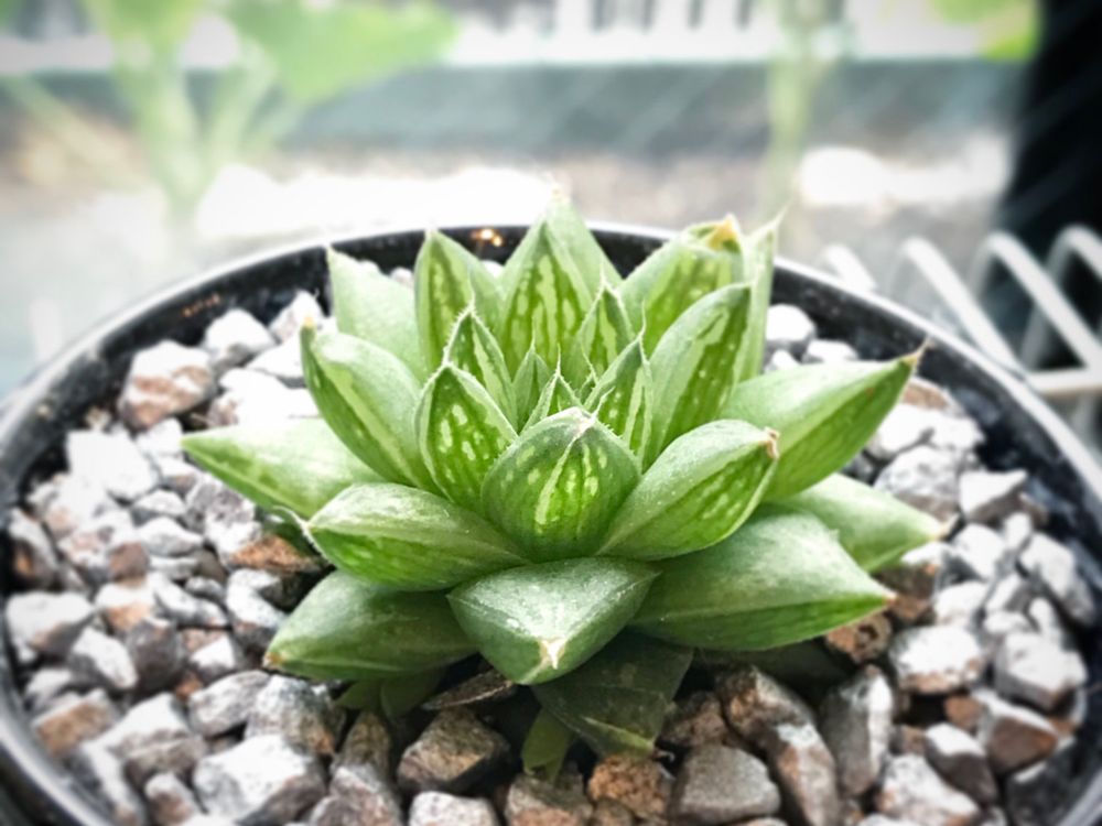 ハオルチア・シンビフォルミス　鉢植え　窓際