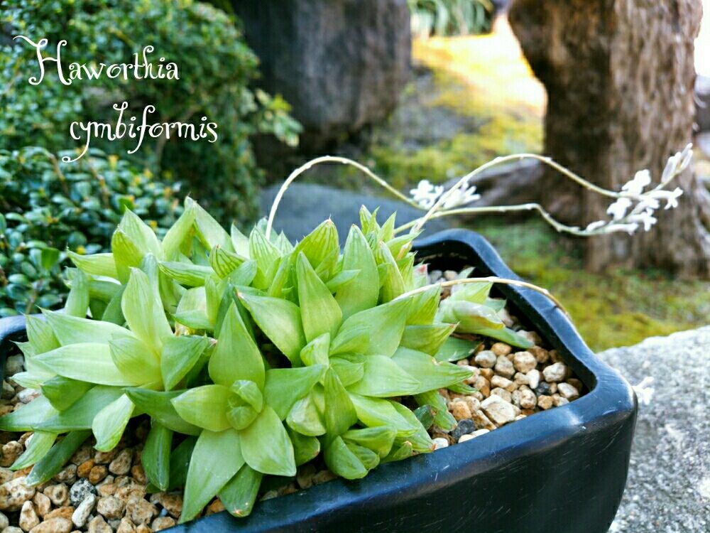 ハオルチア・シンビフォルミス　鉢植え　屋外