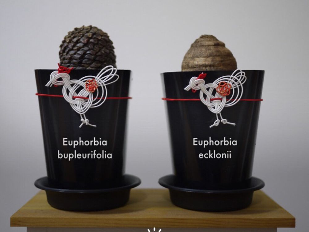 鉄甲丸　鉢植え　2つ