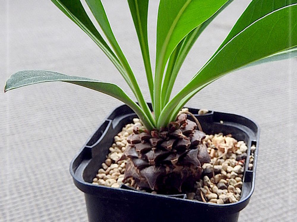 鉄甲丸　鉢植え　屋外