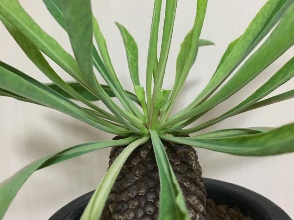 鉄甲丸　鉢植え