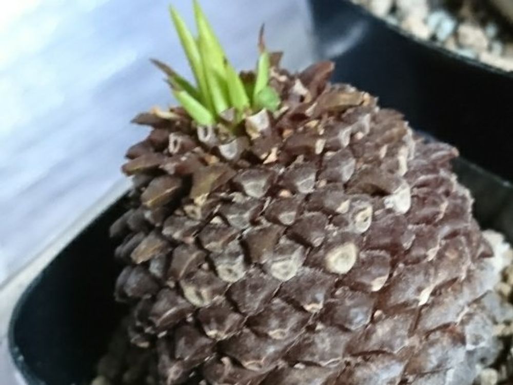 鉄甲丸　鉢植え