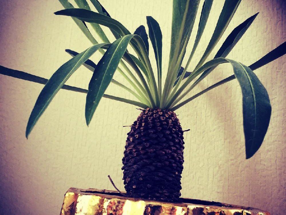 鉄甲丸　鉢植え