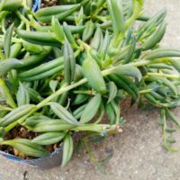 三日月ネックレスの育て方｜植え替え時期や水やりの頻度は？の画像