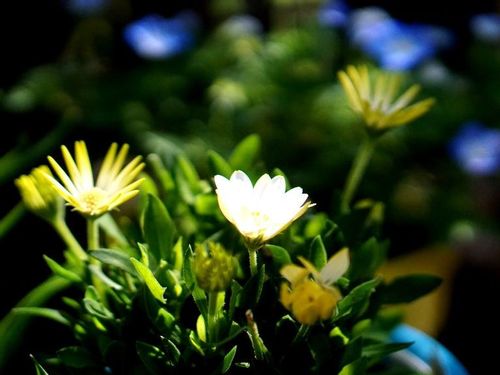 キララの育て方 植え付け時期や挿し木での増やし方は Greensnap グリーンスナップ キララの育て方 植え付け時期や挿し木での増やし方は Greensnap グリーンスナップ