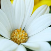 キララの育て方｜植え付け時期や挿し木での増やし方は？の画像