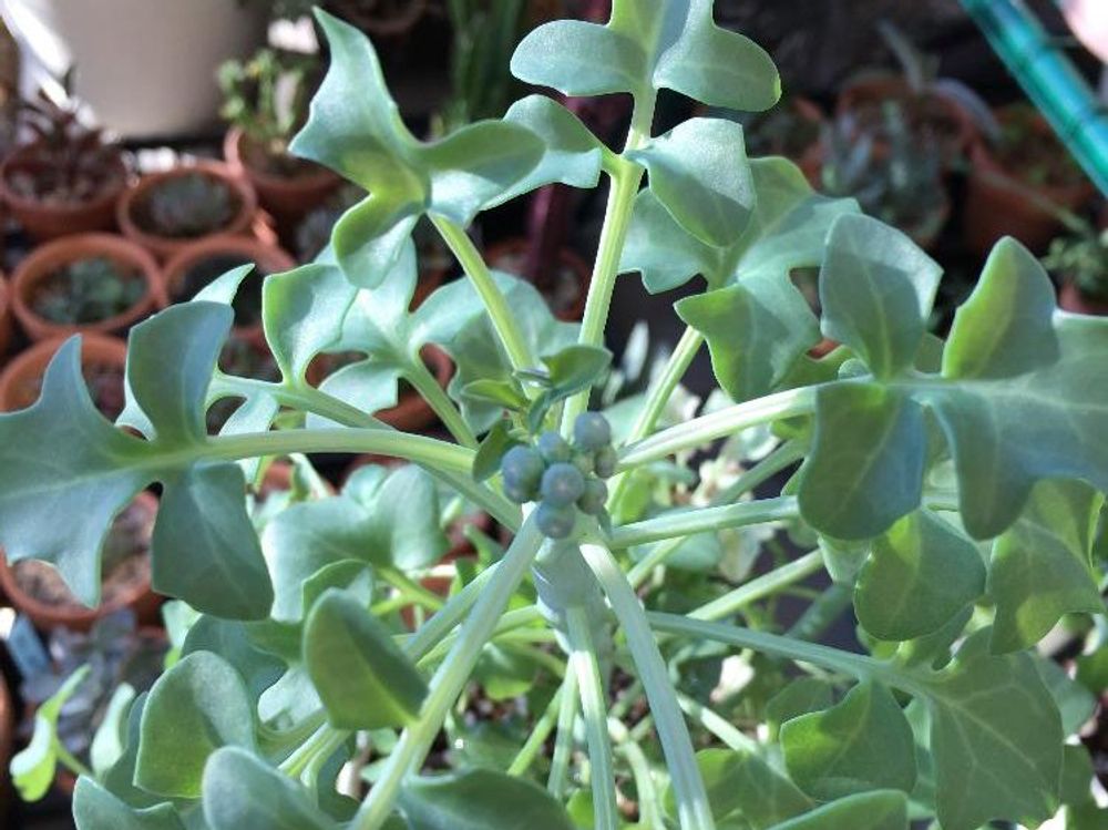 七宝樹　鉢植え