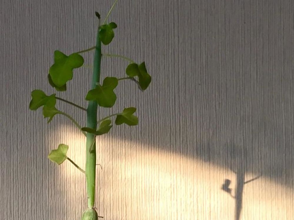 七宝樹　鉢植え