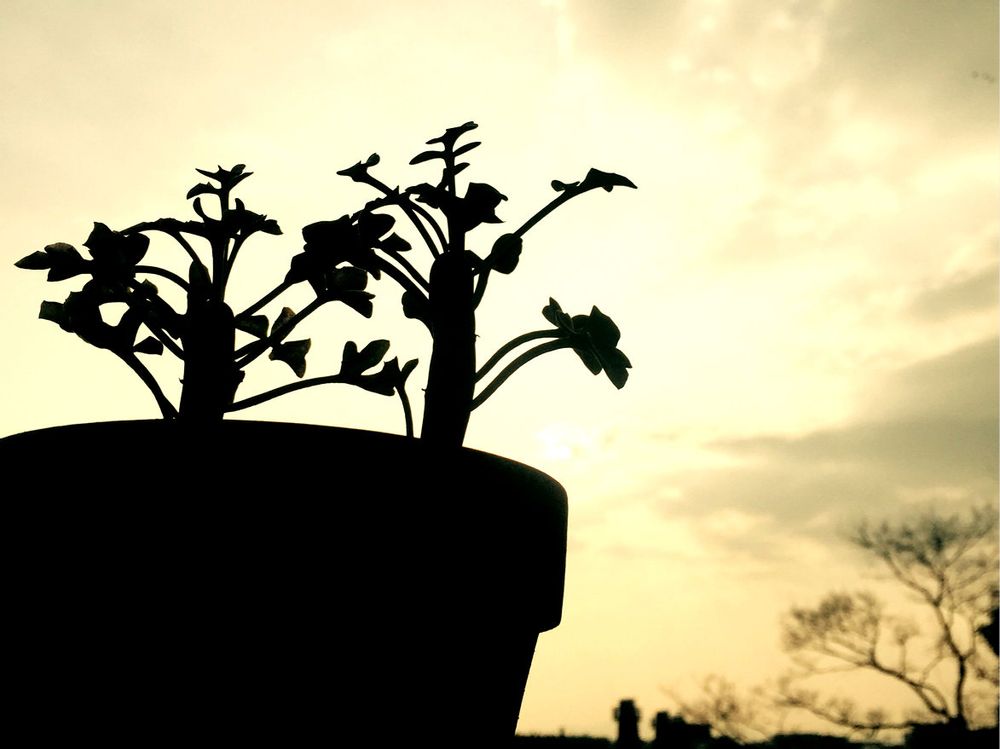 七宝樹　鉢植え　夕暮れ