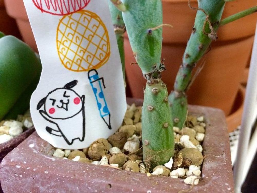 七宝樹　鉢植え