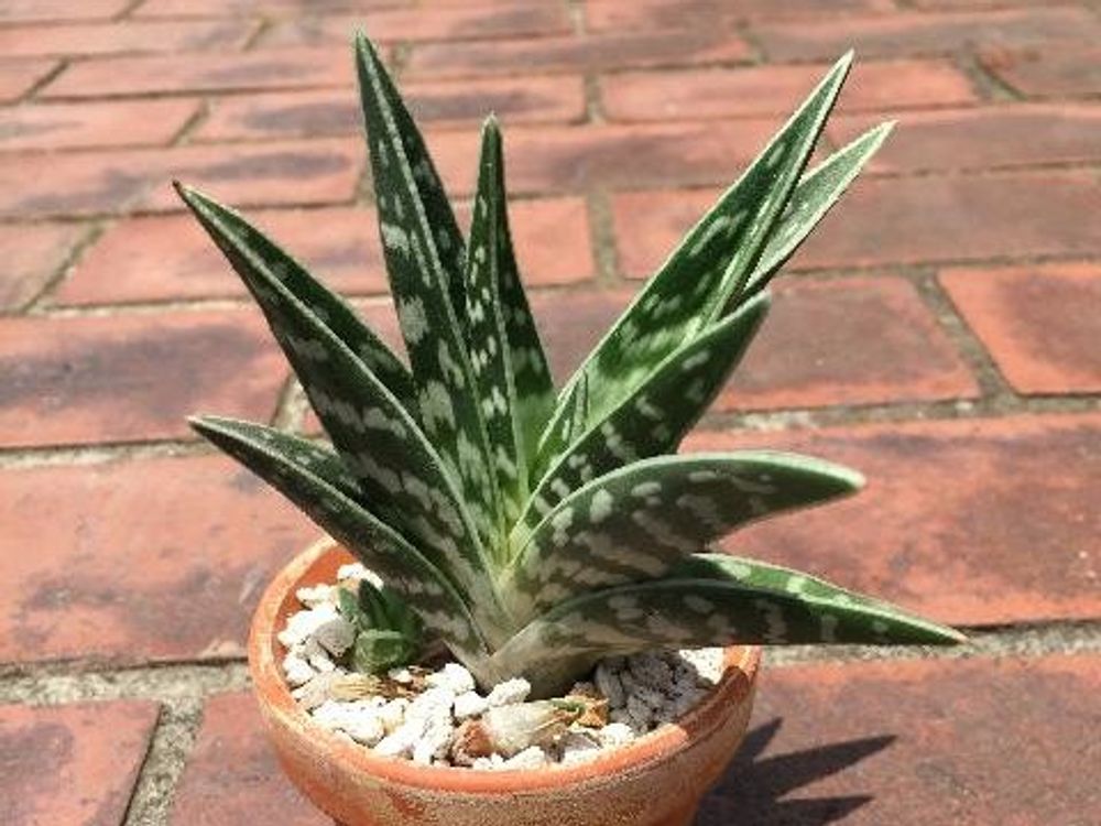 千代田錦(アロエ・チヨダニシキ)　鉢植え　屋外