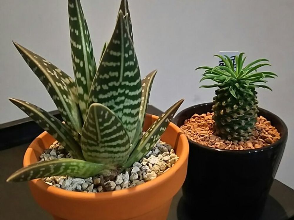 千代田錦(アロエ・チヨダニシキ)　鉢植え