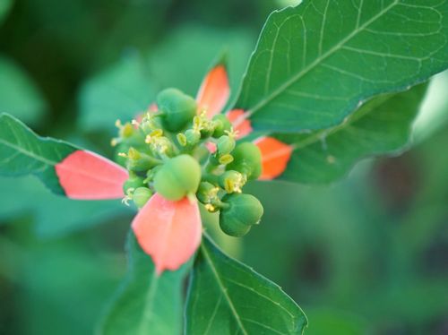 ショウジョウソウ 猩々草 の育て方 栽培のコツは Greensnap グリーンスナップ