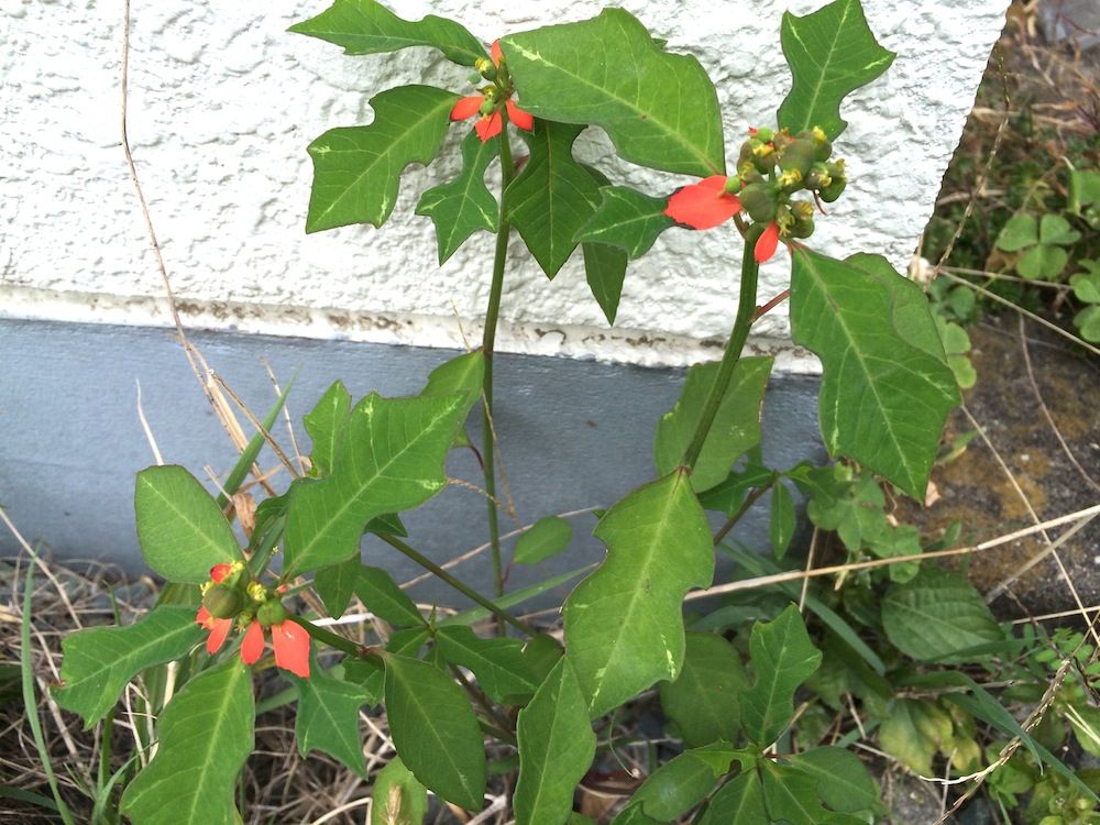 ショウジョウソウ(猩々草)　地植え