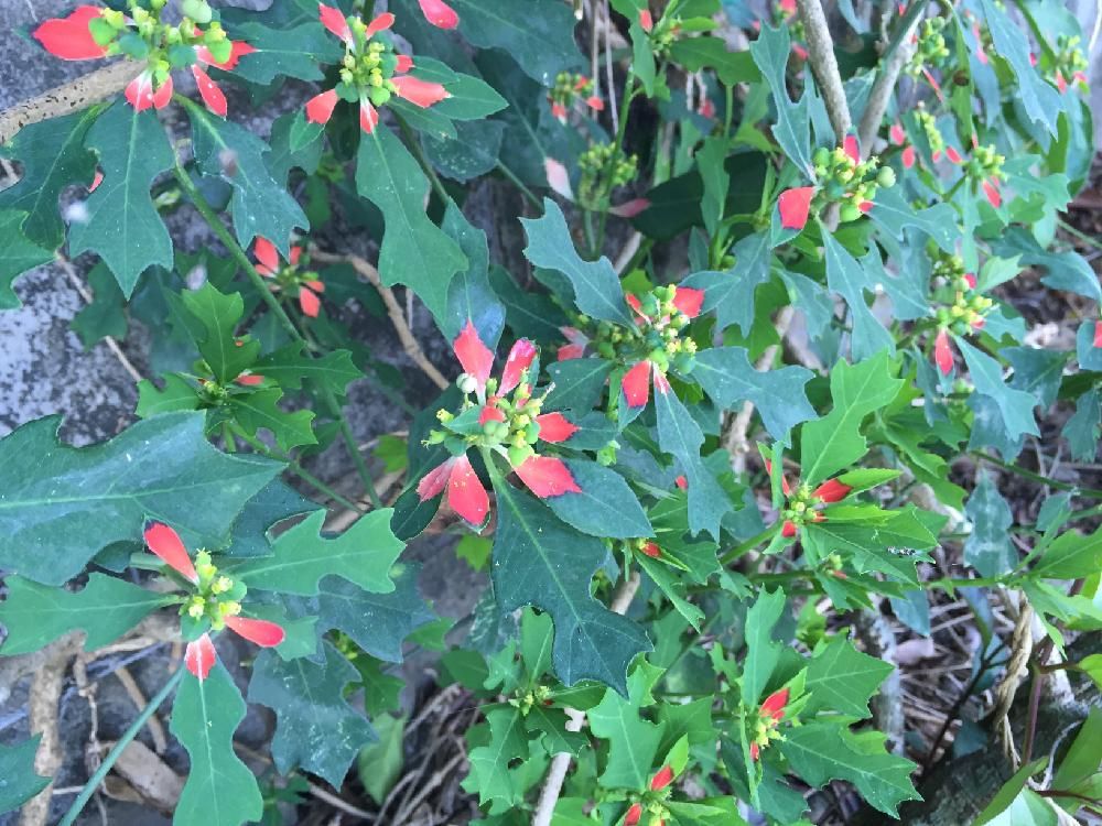 ショウジョウソウ(猩々草)　地植え