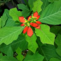 ショウジョウソウ(猩々草)の育て方｜栽培のコツは？の画像