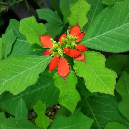 ショウジョウソウ 猩々草 の育て方 栽培のコツは Greensnap グリーンスナップ