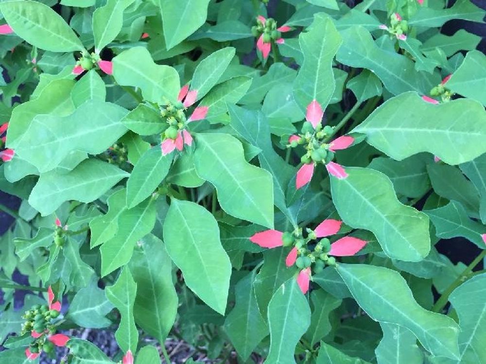 ショウジョウソウ(猩々草)　地植え