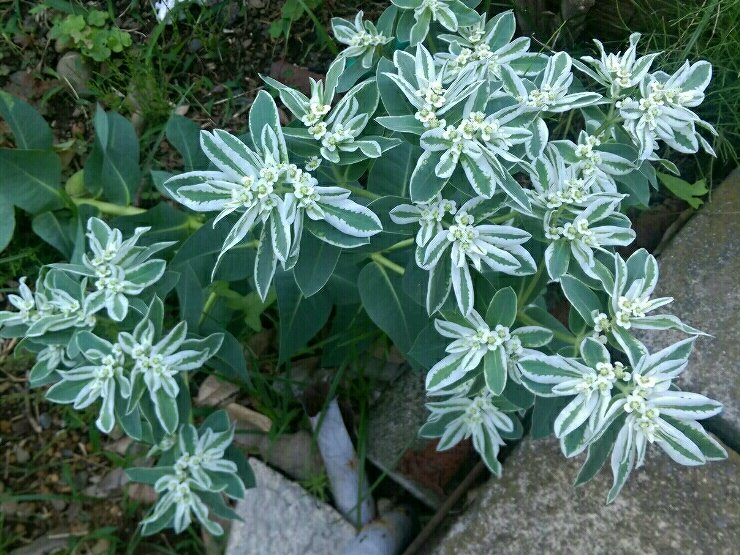 ハツユキソウ(初雪草)の育て方｜日当たりや水やり加減は？｜🍀GreenSnap（グリーンスナップ）