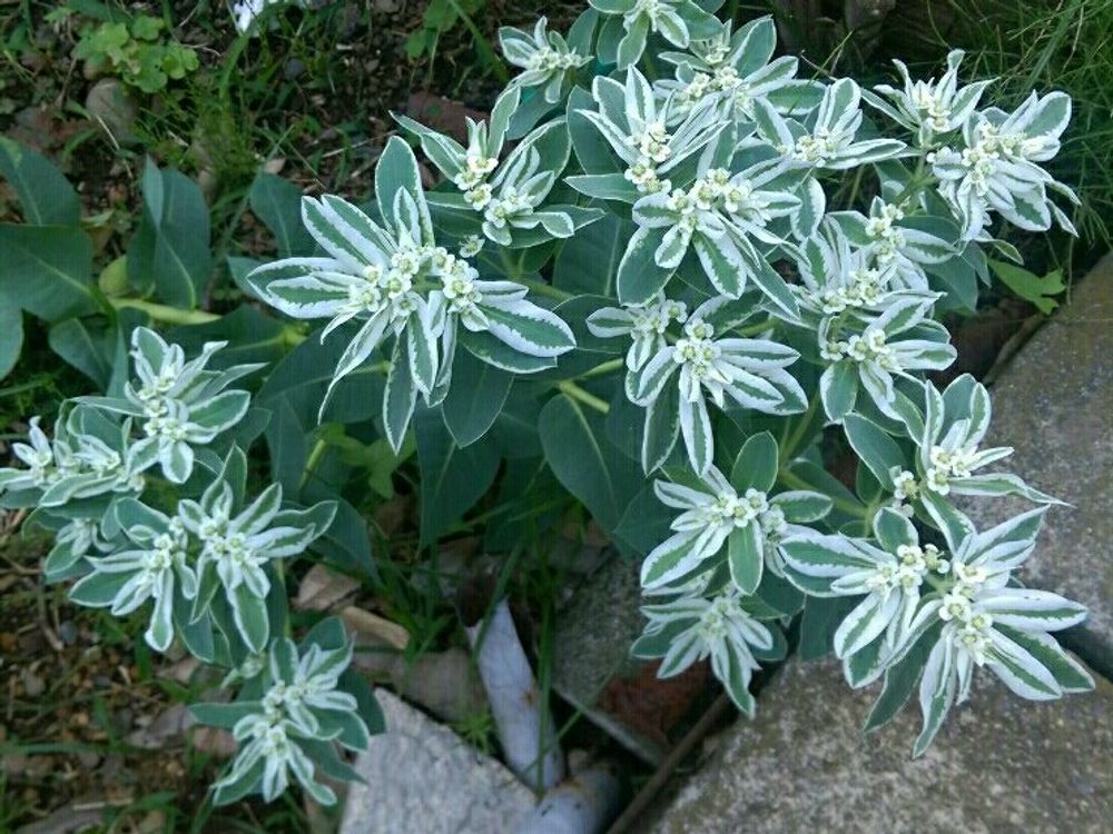 ハツユキソウ(初雪草)　地植え　葉