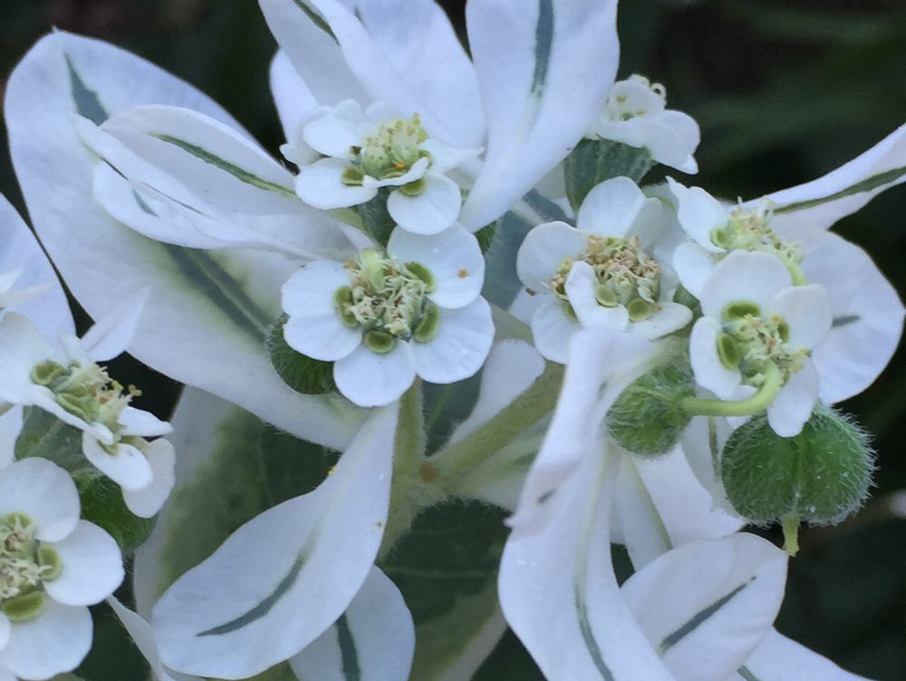 ハツユキソウ(初雪草)　白い花　白い葉