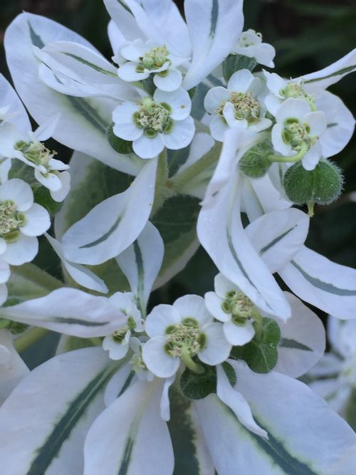 ハツユキソウ 初雪草 の育て方 日当たりや水やり加減は Greensnap グリーンスナップ