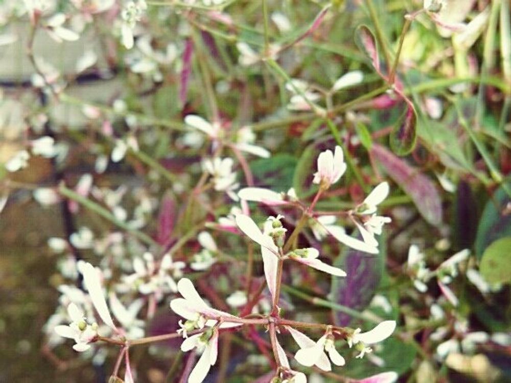 ダイアモンドフロスト　鉢植え