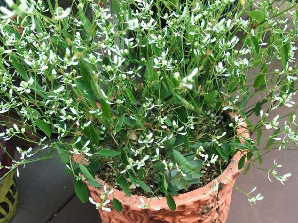 ダイアモンドフロスト　鉢植え