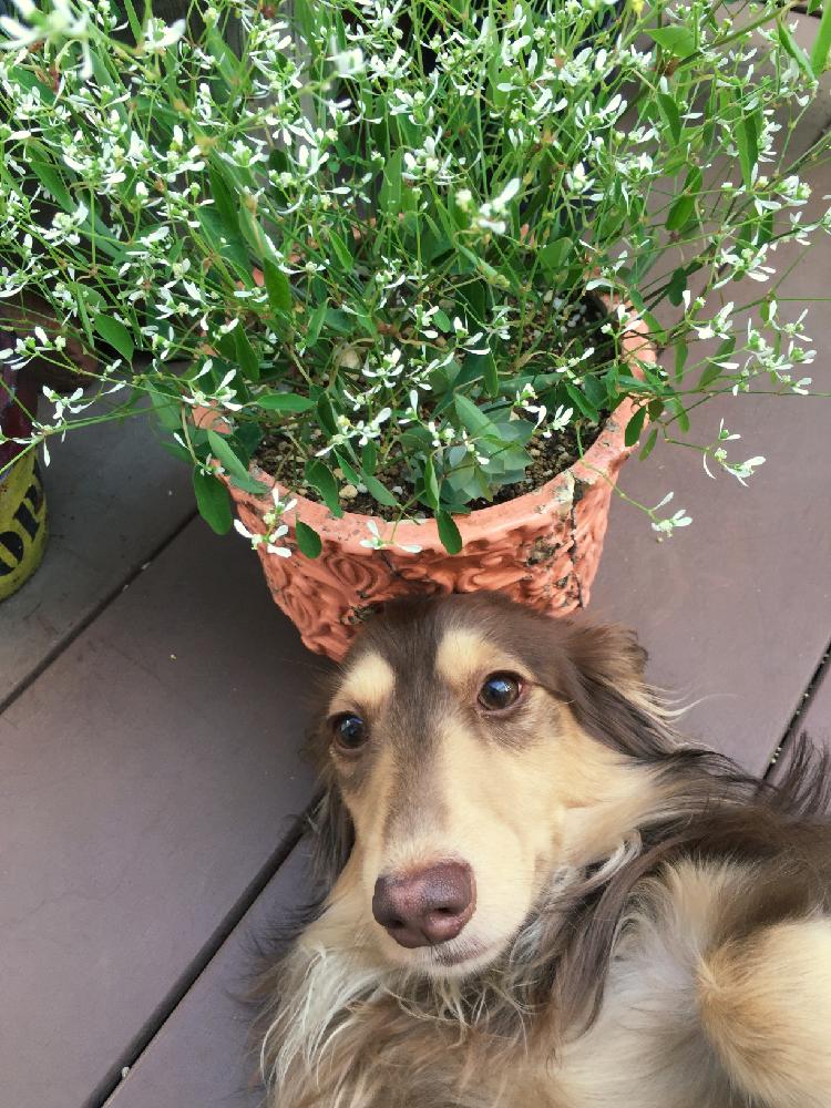 ダイアモンドフロストの育て方 置き場所や水やりの頻度は Greensnap グリーンスナップ