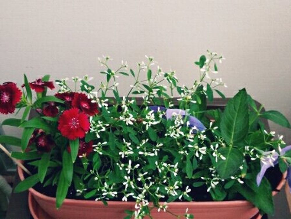 ダイアモンドフロスト　花