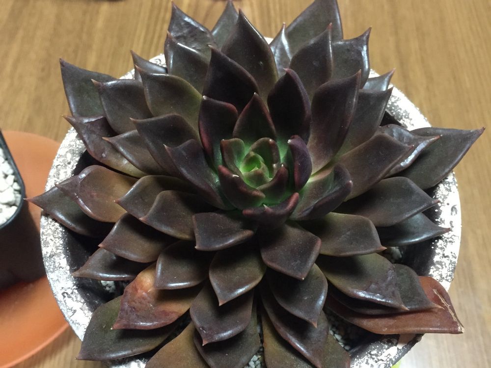 ブラックプリンス　鉢植え　屋内