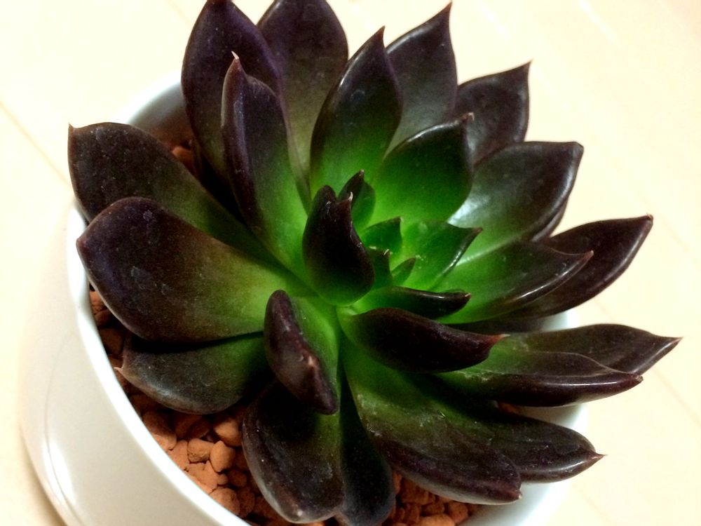 ブラックプリンス　鉢植え