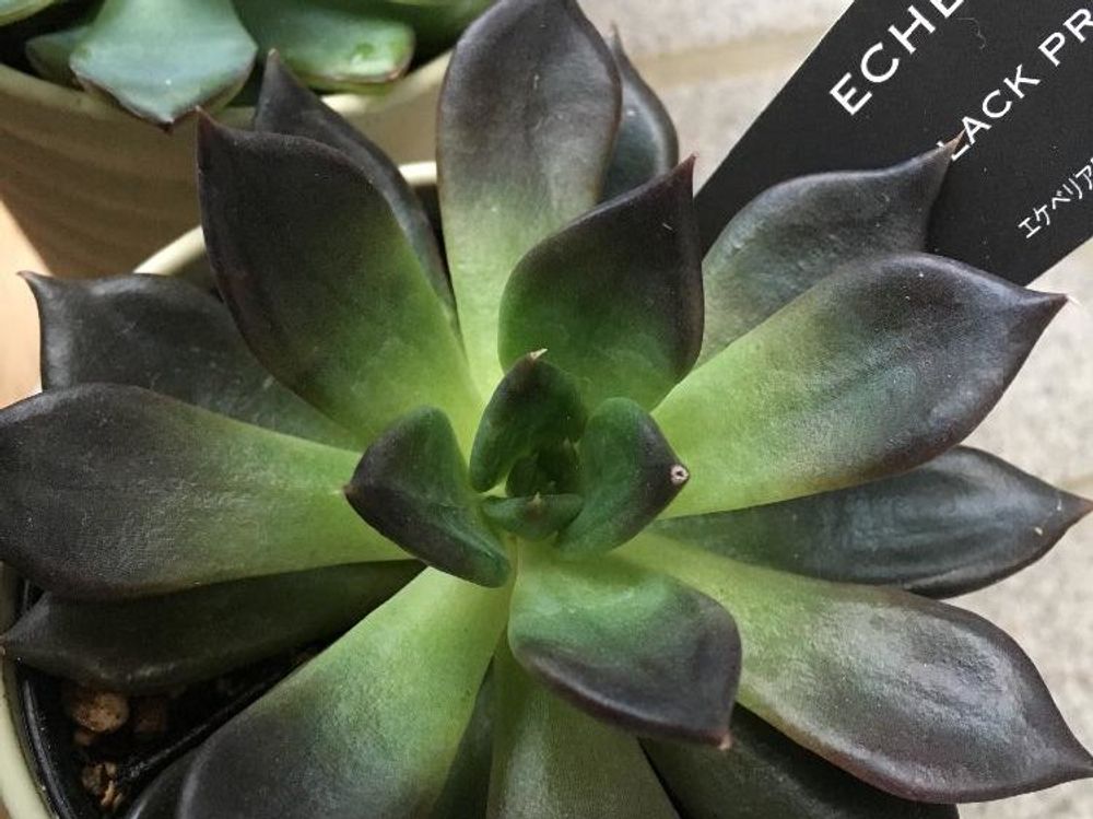 ブラックプリンス　鉢植え