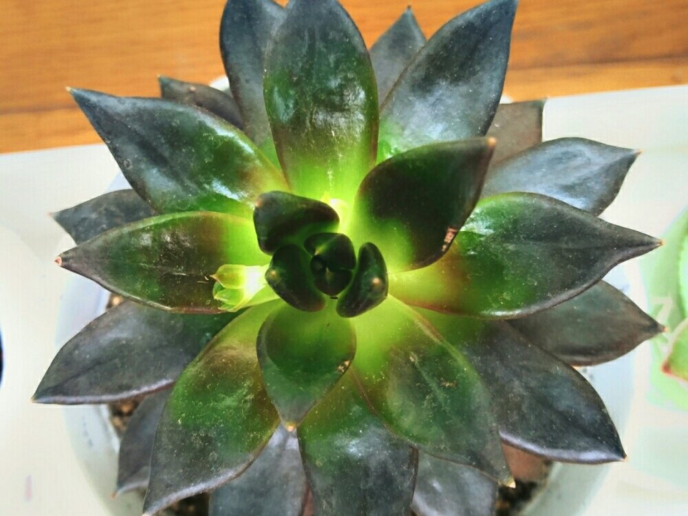 ブラックプリンスの育て方｜日当たりや水やり頻度は？植え替えは