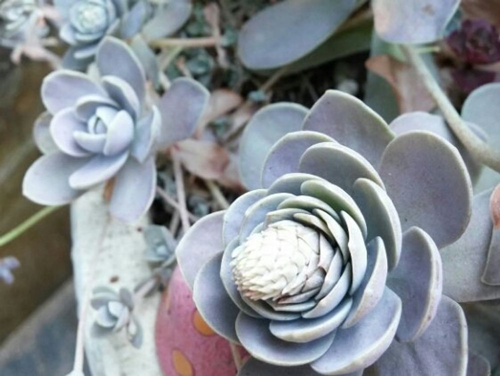 子持ち蓮華　鉢植え