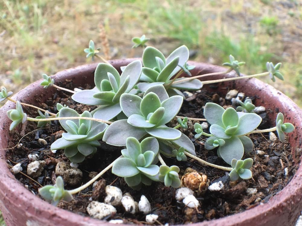 子持ち蓮華　鉢植え　屋外